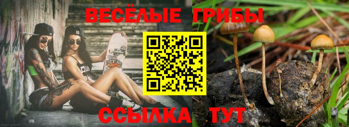 Псилоцибиновые грибы Cubensis Сорочинск
