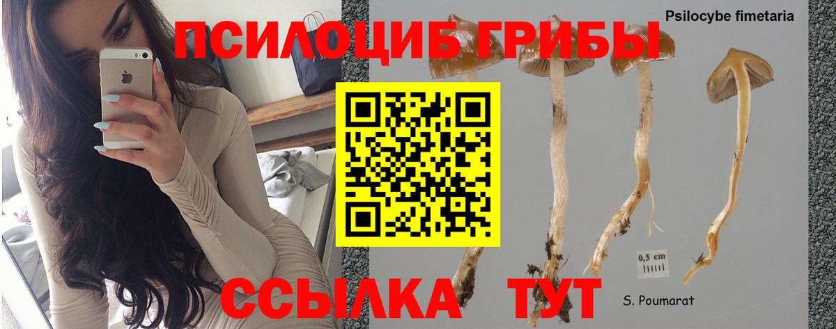 Псилоцибиновые грибы прущие грибы  Вход с VPN  Сорочинск 